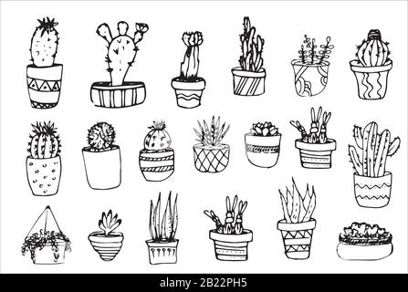 Succulent dans les pots peints ligne noire sur un fond blanc. Dessin vectoriel Illustration de Vecteur