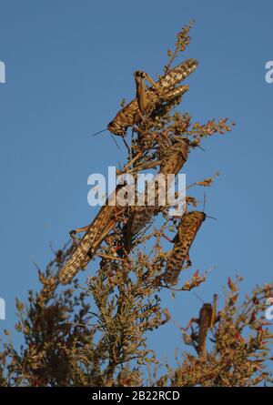 Criquets se nourrissant sur les plantes du désert Banque D'Images