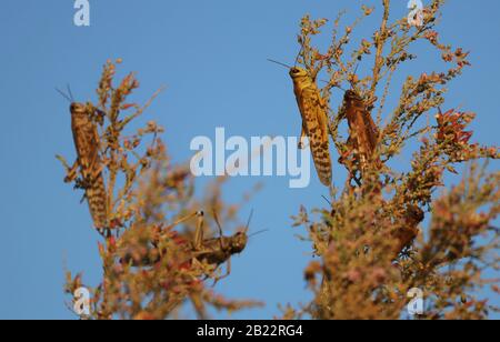 Criquets se nourrissant sur les plantes du désert Banque D'Images