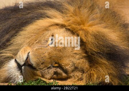 Extreme close up of a male african lion endormi dans le soleil Banque D'Images