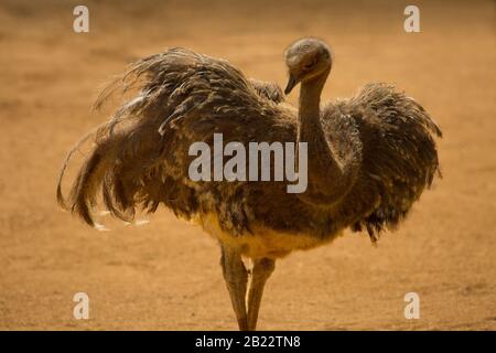 Un Darwin's Rhea posant dans le soleil dans un désert aride, avec ailes déployées Banque D'Images