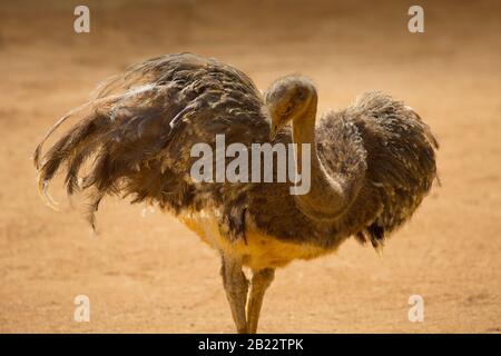 Un Darwin's Rhea posant dans le soleil dans un désert aride, avec ailes déployées Banque D'Images