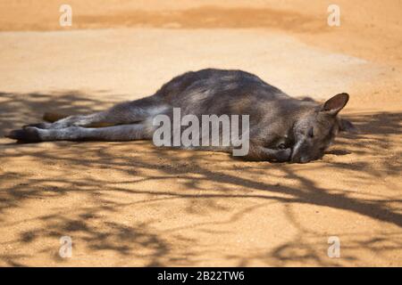 un wallaby australien endormi au soleil Banque D'Images