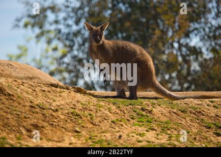 australien bennetts wallaby posant dans le soleil chaud Banque D'Images