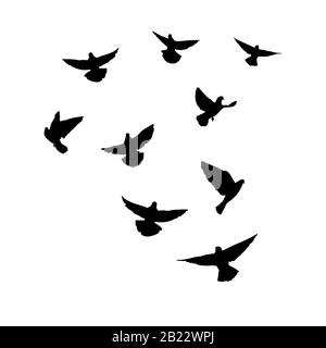 Les colombes volent. Silhouette de pigeons qui volent sur un fond blanc. Illustration vectorielle Illustration de Vecteur