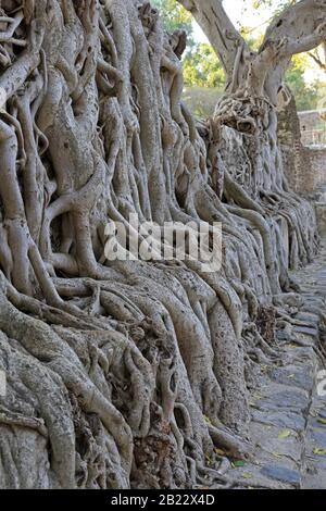 Les racines du Banyan Tree poussent sur un mur à Gondar Banque D'Images