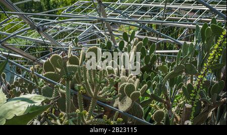 Divers cactus dans une serre d'hiver. Plantes Succulentes en serre désert plantés dans un jardin botanique Banque D'Images