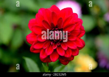 Nom Dahlia Nuit Arabe. Gros plan d'une seule fleur rouge Banque D'Images