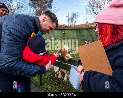 Edinburgh, Écosse, Royaume-Uni, 29 Février 2020. Love Gorgie Farm ouverture: Célébrités locales, y compris des joueurs des équipes de football de Hearts et Hibernian, des joueurs de rugby d'Ecosse et d'Edimbourg, des politiciens locaux et des représentants du conseil. Love Gorgie Farm vise à améliorer les chances d'éducation et de vie des enfants vulnérables, des jeunes et des adultes. Il sera ouvert 7 jours sur 7, offrant des programmes d'éducation, d'environnement et de soins sociaux. Fraser McKenzie, Edinburgh Rugby Player et son bébé fils Warren nourrir un Billy goat kid Banque D'Images