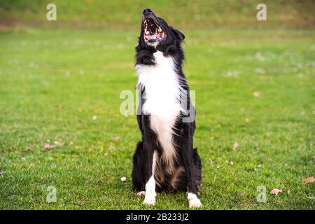 Heureux Border Collie chien sans laisse à l'extérieur dans la nature au lever du soleil. Chien heureux à la recherche d'appareil photo dans le parc de la ville. Banque D'Images