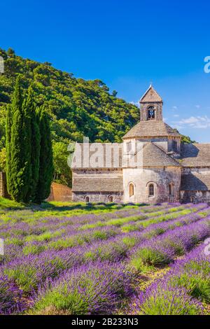 Provence, France. Les champs de lavande en fleurs pourpre au monastère de Sénanque. Banque D'Images