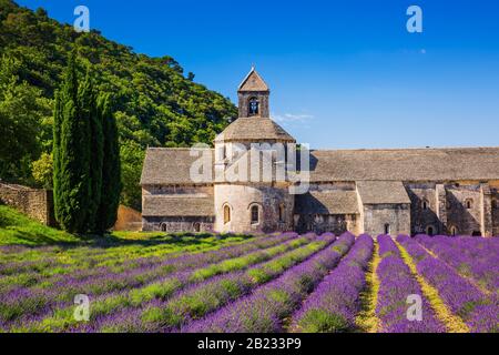 Provence, France. Les champs de lavande en fleurs pourpre au monastère de Sénanque. Banque D'Images