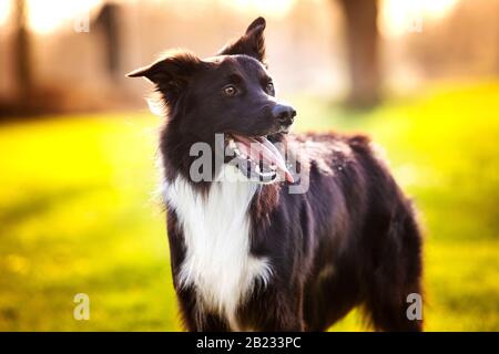 Joli portrait de chien se posant à l'extérieur avec une émotion drôle, les yeux fermés et un smiley. La pup de collie à la frontière surplaisante relish le matin froid d'hiver dans le Banque D'Images