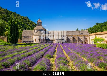 Provence, France. Les champs de lavande en fleurs pourpre au monastère de Sénanque. Banque D'Images