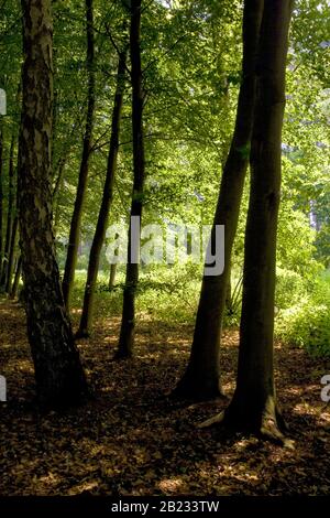 Hêtre et bouleau argenté dans un bois d'été Banque D'Images