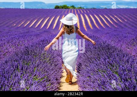Provence, France. Une fille en robe blanche marchant à travers les champs de lavande. Banque D'Images