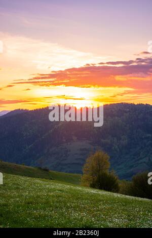 paysage rural dans les montagnes au crépuscule. vue imprenable sur la campagne de carpathe avec des champs et des arbres sur des collines vallonnées. herbes et fleurs sur le pré. Banque D'Images