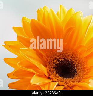 Gros plan de beau tournesol jaune sur un fond lumineux Banque D'Images