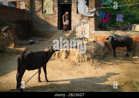 Femme en vêtements traditionnels à l'entrée de petite maison en brique et de buffle de famille à l'extérieur dans le village rural près de Vrindavan, Uttar Pradesh, Inde. Banque D'Images