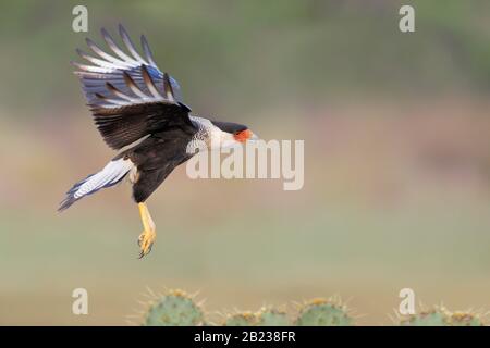 Northern Crested Caracara (Caracara Cheriway), vol, Texas, États-Unis Banque D'Images