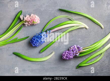 Fond fleuri printanier. Jacinthe ou muscari sur fond gris vue du dessus plat. Carte de vacances avec fleurs. Banque D'Images