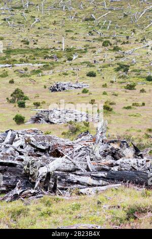 Forêt indigène de Beech et de pins entre Puerto Natales et Seno Obstruccion hachée pour faire place à l'élevage de bovins, Chili. Banque D'Images