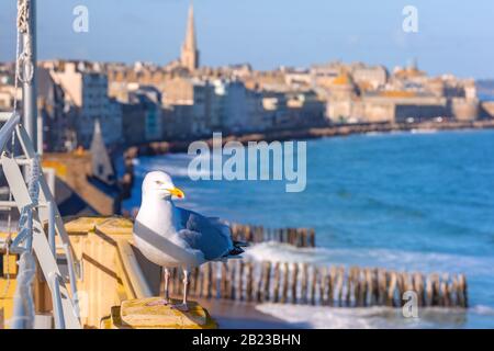 Seagull sur le fond de la belle ville portuaire fortifiée de Privateers Saint-Malo est connue sous le nom de ville corsaire à marée haute, Bretagne, France Banque D'Images