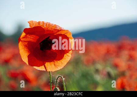 bouton ouvert de fleur de pavot rouge dans le champ. merveilleux temps ensoleillé de l'après-midi de campagne montagneuse. fond flou Banque D'Images