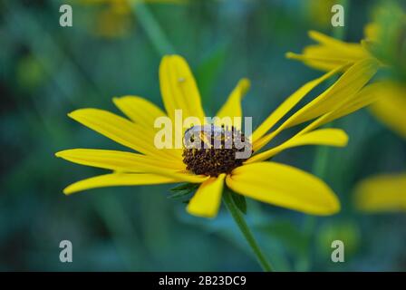 Gros plan d'une petite abeille au miel sur une fleur de susan Marguerite à la vue noire dans mon jardin d'arrière-cour Banque D'Images