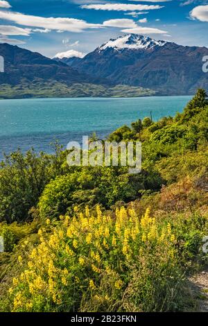 Russell lupins qui fleurit au-dessus du lac Wanaka, Mt Albert, vue de la route du lac Hawea de Makarora, région d'Otago, île du Sud, Nouvelle-Zélande Banque D'Images