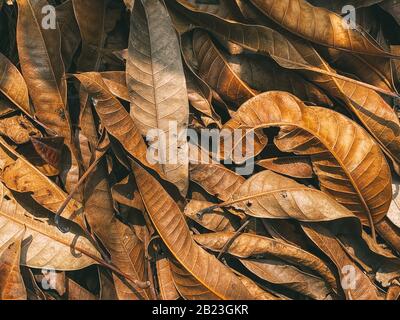 Vue de dessus sur les feuilles brunes des arbres. Gros plan des feuilles tombées, fond naturel. Photo d'automne du feuillage sec Banque D'Images