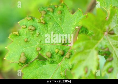 la maladie des feuilles de raisin a infecté la maladie des plants de raisin du vignoble Banque D'Images