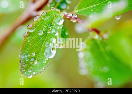 Gros plan des gouttes de Dewdrops déposées sur une feuille le jour de la brume. Banque D'Images