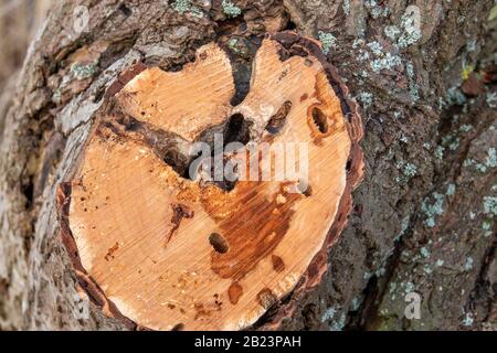 une branche a dû être sciée parce qu'elle a été endommagée par des vers à bois Banque D'Images