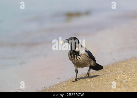 Magnifique corneille grise (lat. Corvus cornix) est un oiseau du Corbeau - il y a une rive sablonneuse avec un morceau de proie dans le bec Banque D'Images