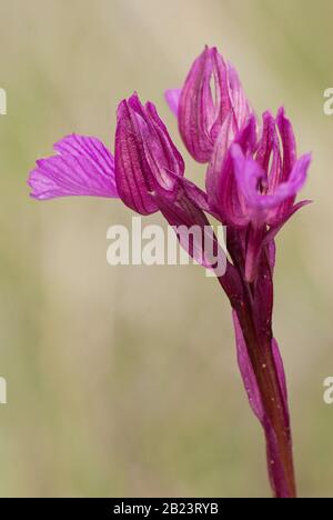 Orchid - Orchis Papilionacea - plante et fleur dans son environnement naturel, orchidée sauvage Banque D'Images