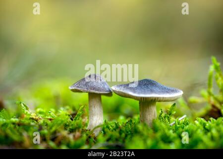 Le champignon Tricholoma terrum, champignon comestible dans la forêt, l'automne pousse dans la forêt d'automne Banque D'Images