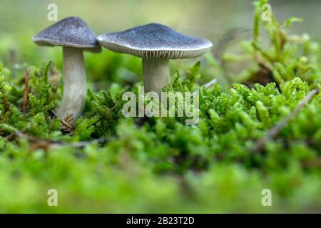 Le champignon Tricholoma terrum, champignon comestible dans la forêt, l'automne pousse dans la forêt d'automne Banque D'Images