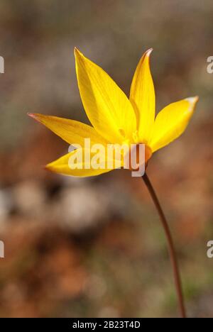 Wild TULIP - Tulipa sylvestris - Détails des fleurs Banque D'Images