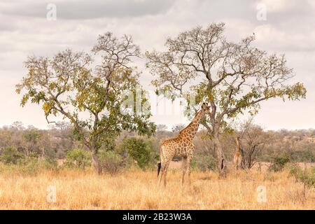 Deux girafes et un adulte et un jeune dans le parc national Kruger Banque D'Images