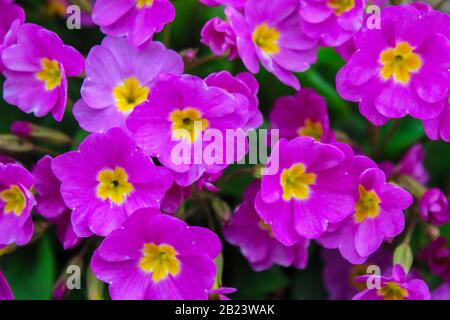 Buttertasses violettes sur un lit de fleur comme arrière-plan Banque D'Images