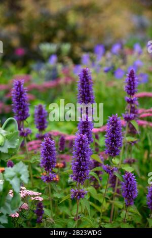 Agastache Blue Boa,anis Hyssop,pointes de fleurs bleu-violet foncé,feuillage vert,fleurs,floraison,vivaces,jardin,jardins,RM Floral Banque D'Images