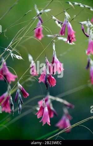 Dierama pulcherrimum,fleurs violettes roses,fleurs,vivaces,arbing,bancale,pendante,en forme de cloche,anges de pêche tiges,RM Floral Banque D'Images