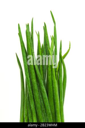 Oignon vert isolated on white Banque D'Images