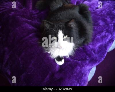 Un magnifique chat noir et blanc sur une couverture. Banque D'Images