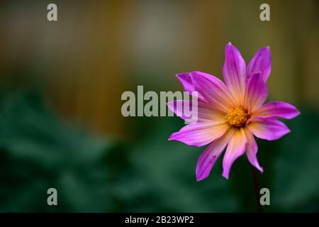 Dahlia yeux lumineux de couleur jaune, rose, violet fleurs,fleurs,fleurs,Fleurs,RM Banque D'Images