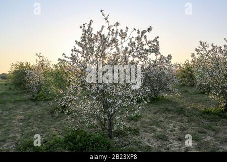 Les arbres d'Almond s'épanouissent au début du printemps, près de la frontière entre Gaza et Israël dans la bande de Gaza, le 28 février 2020. Photo D'Abed Rahim Khatib/Alay Banque D'Images