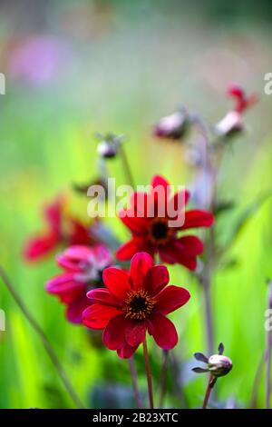 Dahlia,dahlias,peony dahlias,plantules,fleurs rouges de vin,floraison,fleur,jardin,jardins,mélange,bordure mixte,plantation,RM floral Banque D'Images