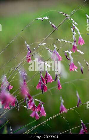 Dierama pulcherrimum,fleurs violettes roses,fleurs,vivaces,arbing,bancale,pendante,en forme de cloche,anges de pêche tiges,RM Floral Banque D'Images