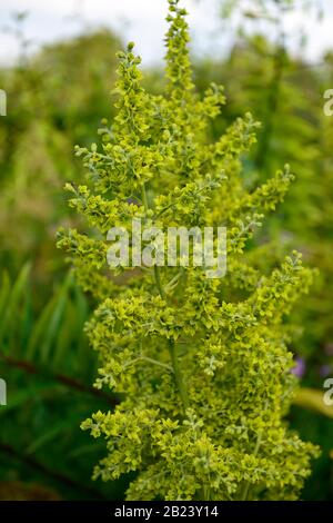 Veratrum viride,Indian POKE,maïs-lily,Indian hellebore,faux hellebore,vert faux hellebore,géant fausse-helleborine,fleurs vertes, grand inf ramifié Banque D'Images